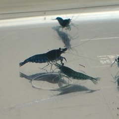 格安❗️ブルーベルベットシュリンプ　大好評‼️の画像