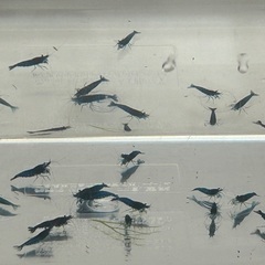 格安❗️ブルーベルベットシュリンプ　大好評‼️の画像