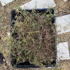 タイム抜き苗の画像