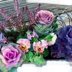 黒竜/コクリュウ/リュウノヒゲ/寄せ植え/カラーリーフ(種苗法登録外です)の画像