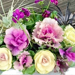 黒竜/コクリュウ/リュウノヒゲ/寄せ植え/カラーリーフ(種苗法登録外です)の画像