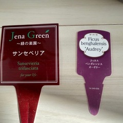 観葉植物 2点セット（サンセベリア／フィカス・ベンガレンシス）グレー鉢付き の画像