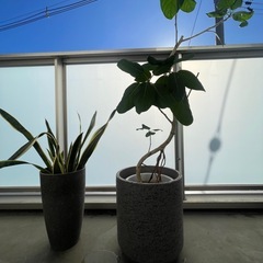 観葉植物 2点セット（サンセベリア／フィカス・ベンガレンシス）グレー鉢付き の画像
