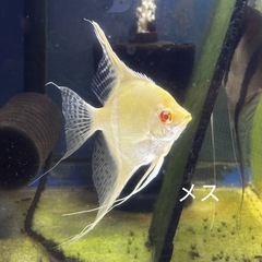 レッドショルダーエンゼル(♂)✖️アルビノダンタムエンゼル(♀) 自家繁殖　幼魚　　大阪市中央区 ⑦の画像