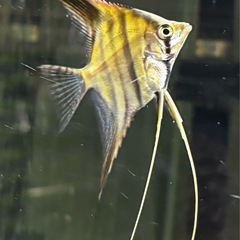 レッドショルダーエンゼル(♂)✖️アルビノダンタムエンゼル(♀) 自家繁殖　幼魚　　大阪市中央区 ⑦の画像