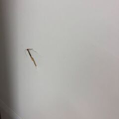 【ジャングルジャングル和歌山店】【Wa3504】レンジボード 食器棚 ホワイト   中古家具  リユースショップ リサイクルショップ ライト 和歌山市 岩出市 海南市 岬町 和歌山 大阪の画像