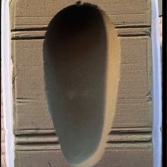 人工蛹室10個セット（ケース付き）の画像