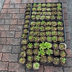 ノースポール苗あげます！の画像