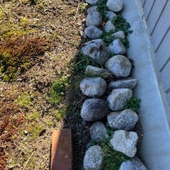 庭石　　菰野石　約90個の画像