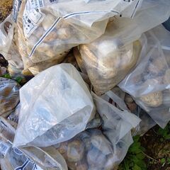 【無料】庭から出てきた石、差し上げます！の画像