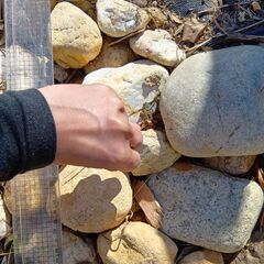 【無料】庭から出てきた石、差し上げます！の画像