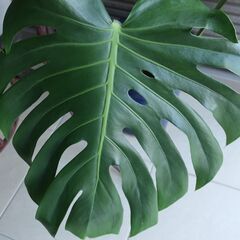 株分けした大きな切込入葉のモンステラの画像