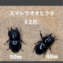 スマトラオオヒラタクワガタ　オス1 メス3の画像