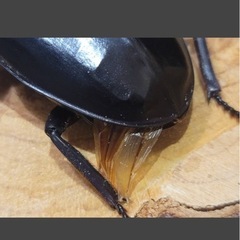 スマトラオオヒラタクワガタ　オス1 メス3の画像