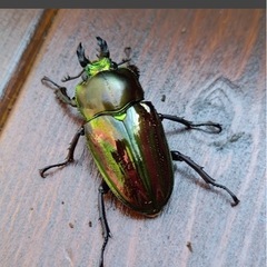 ニジイロクワガタ　ペアの画像