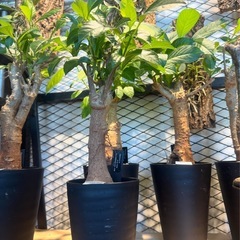 バオバブの木（Adansonia digitata）の画像