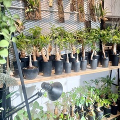 バオバブの木（Adansonia digitata）の画像