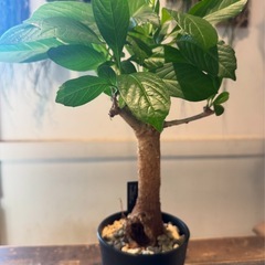 バオバブの木（Adansonia digitata）の画像