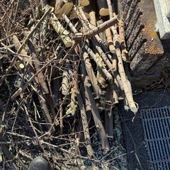 伐採した木の画像