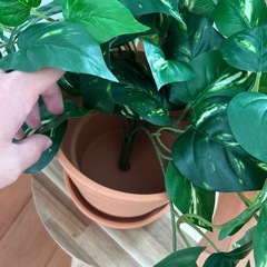 フェイクグリーン　ポトス　鉢付きの画像