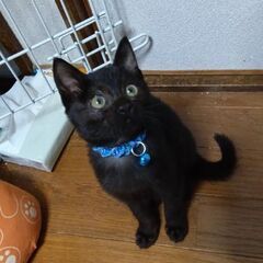 かわいい黒猫ちゃん2ヶ月くらい♫
