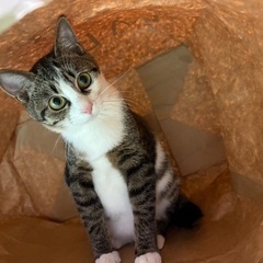 キジシロ😸7ヶ月の男の子です😹