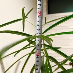 ★お値下げ★　観葉植物✨大型✨ブラキキトン ボトルツリー　プラコッタ鉢8号　受け皿付き　の画像