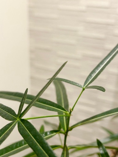 ★最終★半額以下までお値下げ‼️観葉植物✨大型✨ブラキキトン ボトルツリー　プラコッタ鉢8号　受け皿付き　 おしゃれ 観葉植物：ブラキキトン ボトルツリー 鉢カバー*大型佐川急便 