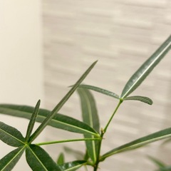 ★お値下げ★　観葉植物✨大型✨ブラキキトン ボトルツリー　プラコッタ鉢8号　受け皿付き　の画像