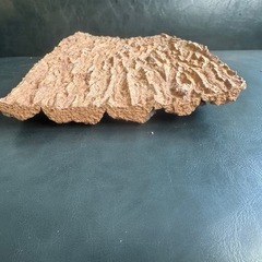 天然バージンコルク着生板1枚　着生植物　コルク樹皮の画像