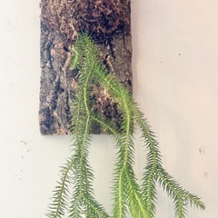 天然バージンコルク着生板1枚　着生植物　コルク樹皮の画像