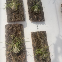 天然バージンコルク着生板1枚　着生植物　コルク樹皮の画像