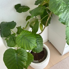 【決まりました】フィカスウンベラータの画像