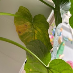 【決まりました】フィカスウンベラータの画像