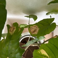 【決まりました】フィカスウンベラータの画像