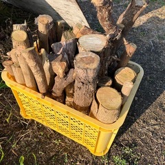 [薪材]伐採した木　の画像