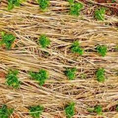 ◆無料０円◆年内限定！畳８枚！！雑草対策にいかがですか？の画像