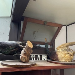 鳥の剥製の画像