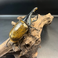 【即ぶりトリオ♂♀♀】累代用/ブリード用/血の入れ替え/イベント用などに/DHリッキー ♂110mm♀65mm♀72mm ※送料事前連絡にて変更可 ※直接受け渡しに変更可の画像