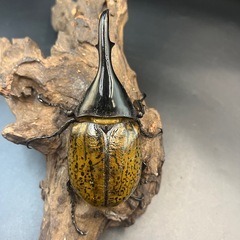 【即ぶりトリオ♂♀♀】累代用/ブリード用/血の入れ替え/イベント用などに/DHリッキー ♂110mm♀65mm♀72mm ※送料事前連絡にて変更可 ※直接受け渡しに変更可の画像