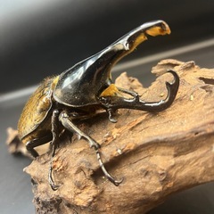 【即ぶりトリオ♂♀♀】累代用/ブリード用/血の入れ替え/イベント用などに/DHリッキー ♂110mm♀65mm♀72mm ※送料事前連絡にて変更可 ※直接受け渡しに変更可の画像