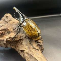 【即ぶりトリオ♂♀♀】累代用/ブリード用/血の入れ替え/イベント用などに/DHリッキー ♂110mm♀65mm♀72mm ※送料事前連絡にて変更可 ※直接受け渡しに変更可の画像