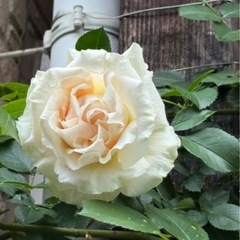 つるバラ ロココ 差し上げますꕤ︎︎·͜· ︎︎の画像