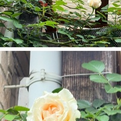 つるバラ ロココ 差し上げますꕤ︎︎·͜· ︎︎の画像