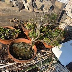 植木鉢　無0円
の画像