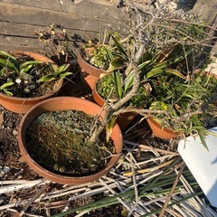 植木鉢　無0円
の画像