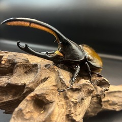 【ワイルド累代ペア】DHオキシデンタリス ♂127mm♀67mm※送料事前連絡にて変更可 ※直接受け渡しに変更可 の画像