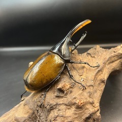 【ワイルド累代ペア】DHオキシデンタリス ♂127mm♀67mm※送料事前連絡にて変更可 ※直接受け渡しに変更可 の画像