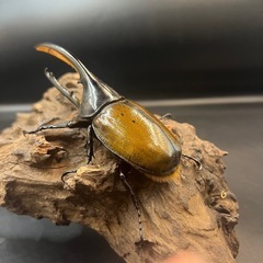 【ワイルド累代ペア】DHオキシデンタリス ♂127mm♀67mm※送料事前連絡にて変更可 ※直接受け渡しに変更可 の画像