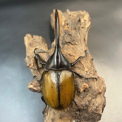 【ワイルド累代ペア】DHオキシデンタリス ♂127mm♀67mm※送料事前連絡にて変更可 ※直接受け渡しに変更可 の画像